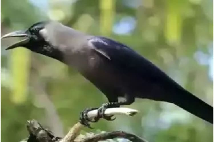 Crow Caws In Front Of House : घर के सामने अगर कौवा करता है कांव-कांव, तो जानें इसके पीछे छुपे संकेत