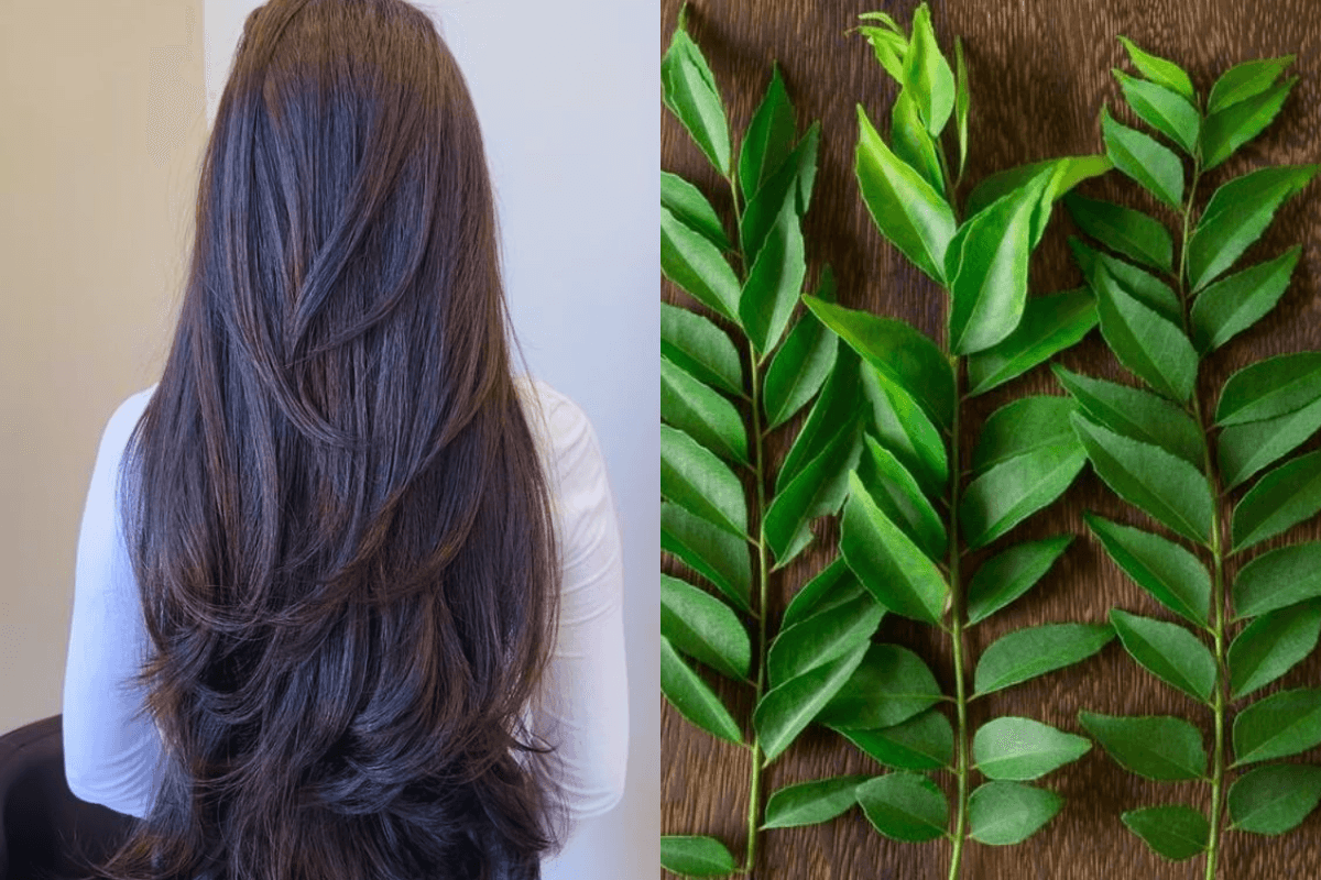 Curry Leaves Magic: हर रोज चबाएं बस 2 से 4 पत्ते, फिर देखिए जादू