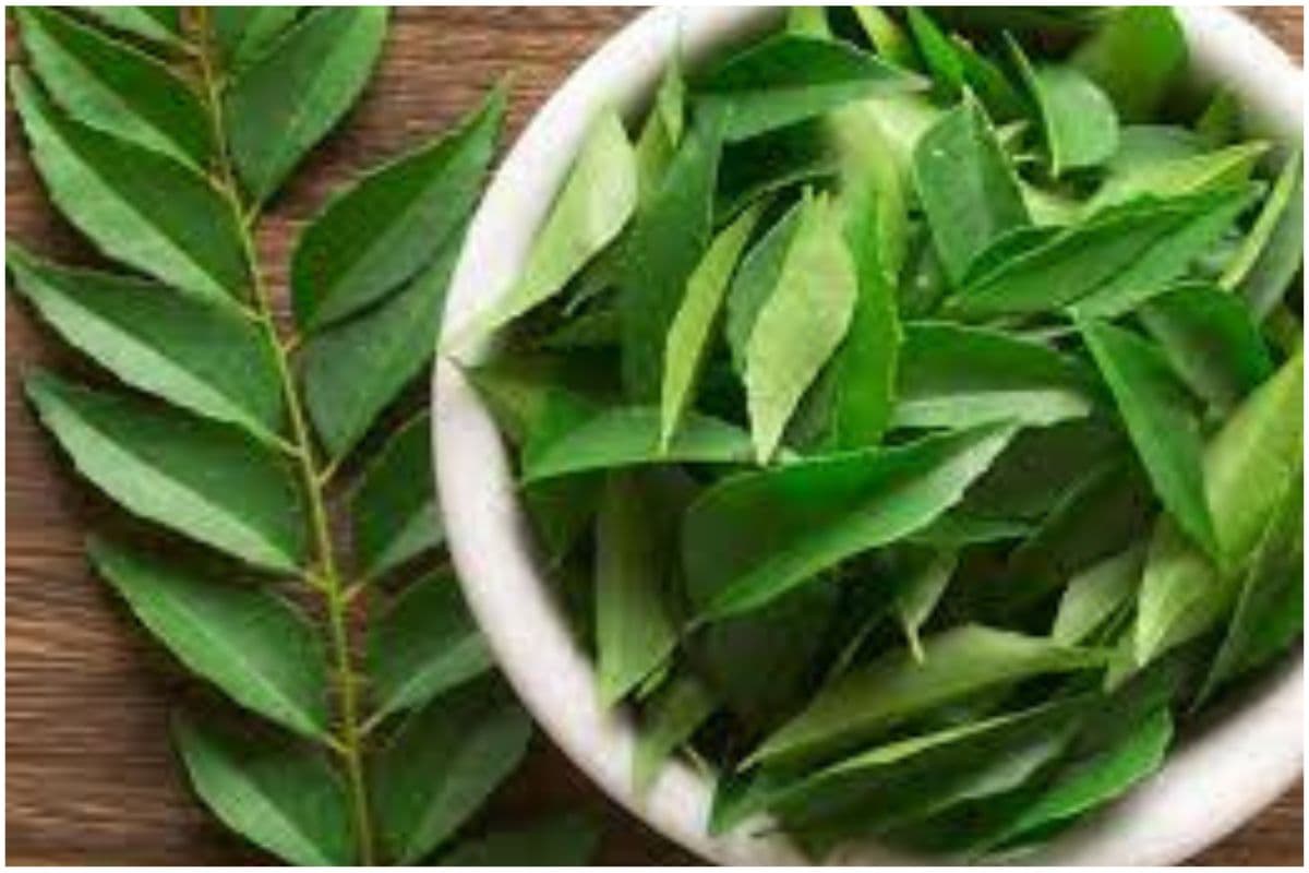 Curry leaves for controlling cholesterol : कोलेस्ट्रॉल को नियंत्रण में रखने के लिए ऐसे खाएं करी पत्ता