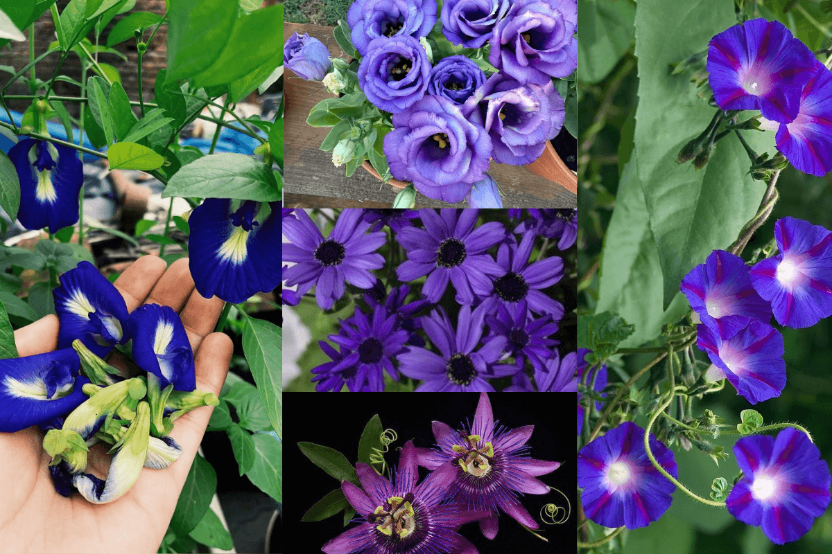 5 Beautiful Blue Flowering Plants Used in puja: पूजा में उपयोगी 5 खूबसूरत नीले फूलों वाले पौधे