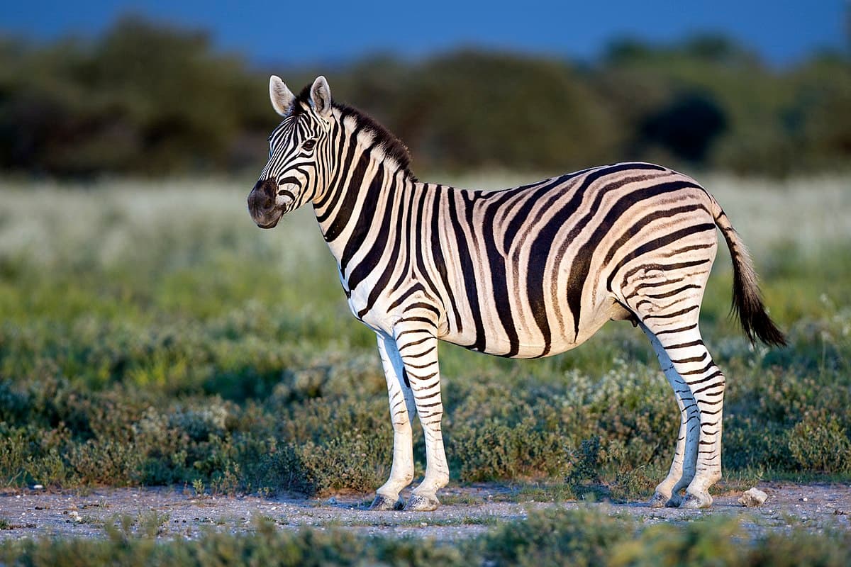 International Zebra Day 2025