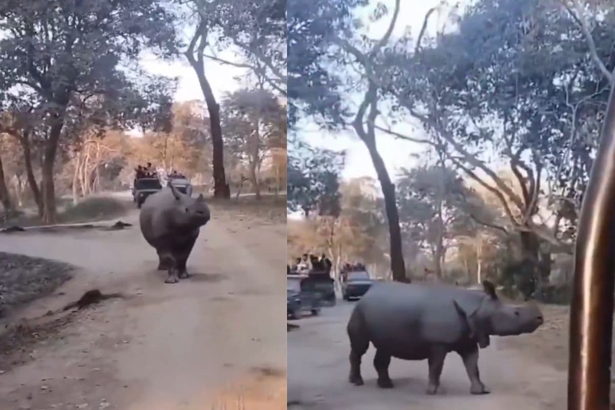 Viral Video: काजीरंगा में जीप सफारी के दौरान गैंडे के सामने गिरीं मां-बेटी, फिर हुआ ऐसा