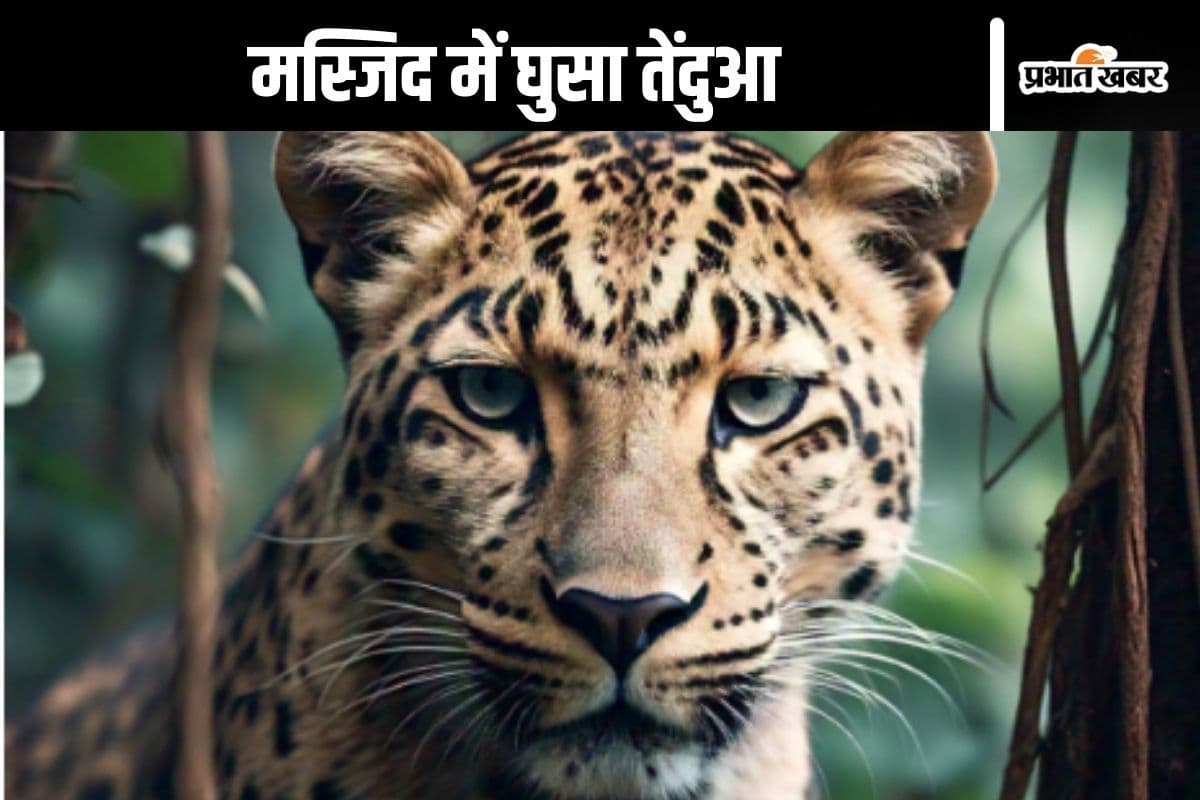 नमाज पढ़ रहे थे लोग, मस्जिद में अचानक घुस गया तेंदुआ, मचा हंगामा