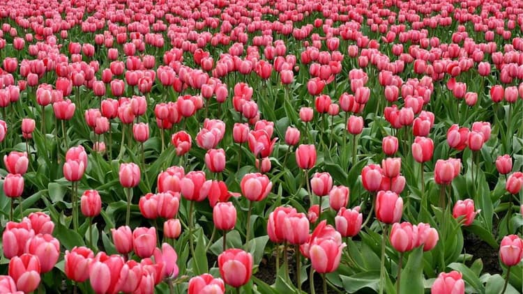 National Tulip Day 2025 : 18 जनवरी को मनाया जाता है नेशनल तुलिप डे, जानिए कुछ इंटरेस्टिंग बातें