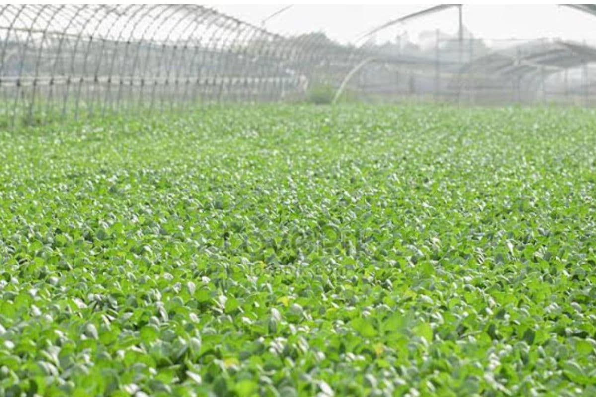 बिहार के सरकारी स्कूलों में उगाई जाएंगी हरी सब्जियां, बच्चों का कुपोषण होगा दूर