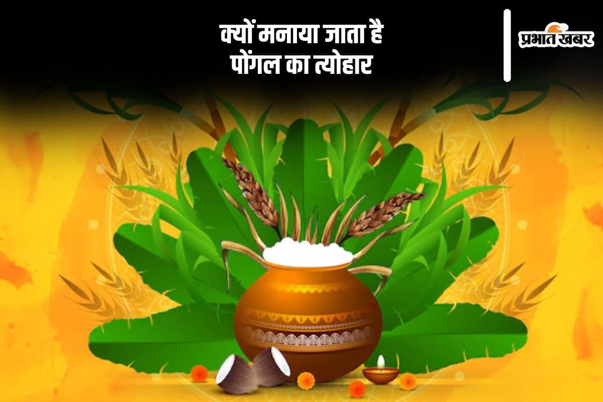 क्यों मनाते हैं पोंगल का त्योहार, यहां से जानें