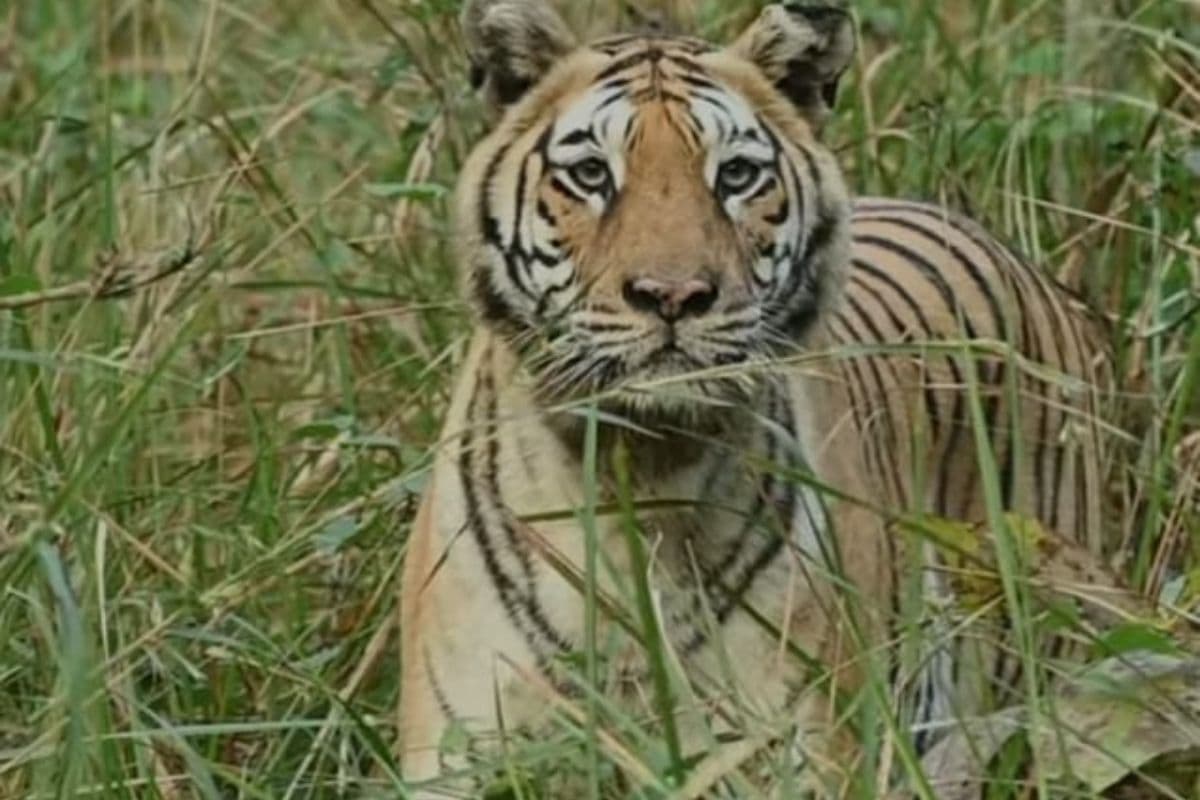 Tiger News: झारखंड में यहां घूम रहा है बाघ, दहशत में ग्रामीण, जोखिम में शिक्षकों की जान