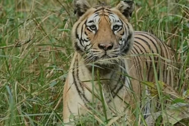 Tiger News: झारखंड में यहां घूम रहा है बाघ, दहशत में ग्रामीण, जोखिम में शिक्षकों की जान