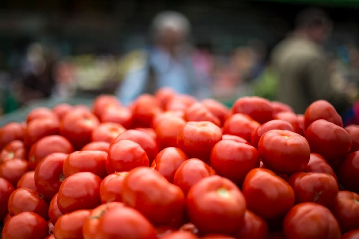 टमाटर ने पहले आम आदमी को रुलाया, अब किसानों का बिगाड़ रहा हाल