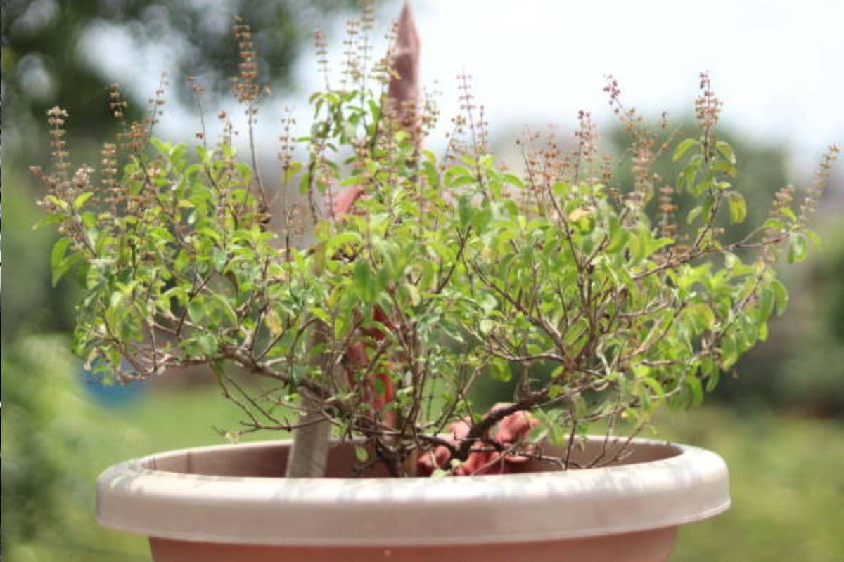 Tulsi Plant Care: सर्दियों में भी रखें तुलसी के पौधे को हरा-भरा, अपनाएं ये आसान तरीके