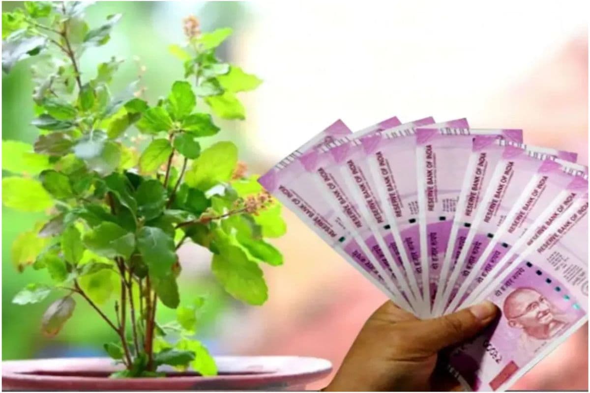 Tulsi Remedies For Wealth : आपके घर में भी होगी पैसों की बारिश, अपनाएं तुलसी के यह अचूक उपाय