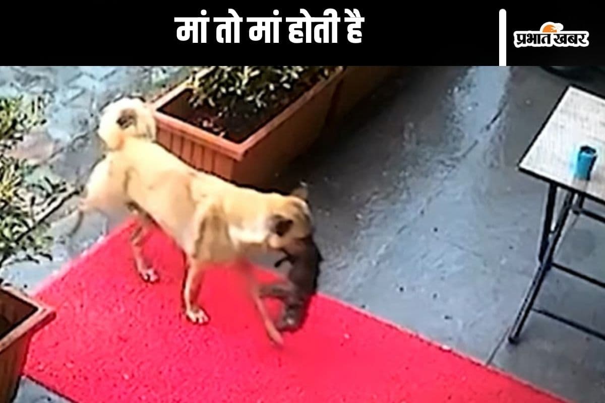 Viral Video : अपने बेहोश पिल्ले को मुंह में दबाकर कुतिया पहुंची हॉस्पिटल