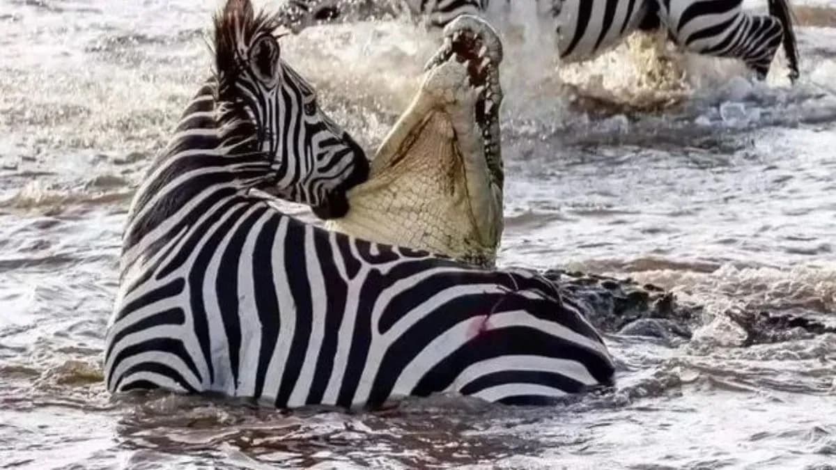 Viral Video: जब तक सांस है, तब तक आस है! देखिए कैसे नदी में मगरमच्छों से घिरे जेब्रा ने पलट दी बाजी