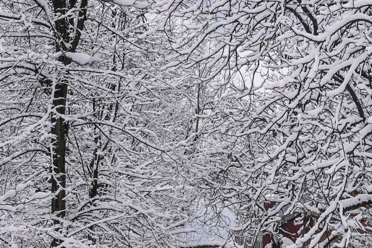 America Snowfall: अमेरिका में बर्फीले तूफान का कहर! कड़ाके की ठंड से लोग हलकान, दर्जनों उड़ानें रद्द