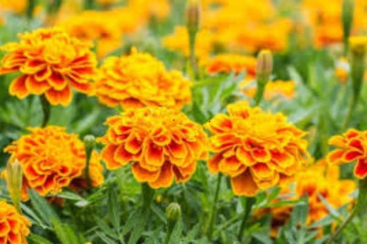 फूलों की खेती कर पूर्वी सिंहभूम के किसान बिखेर रहे अपने जीवन में महक, हो रही लाखों में कमाई