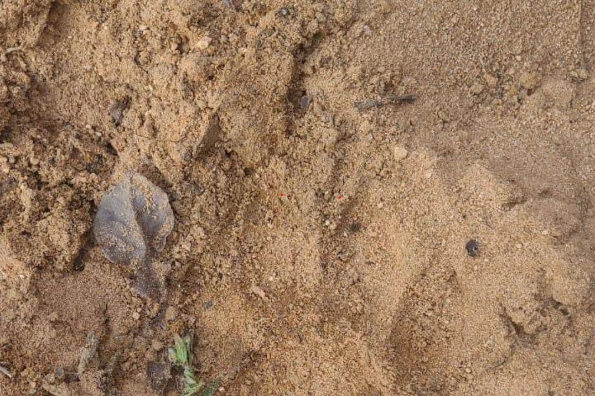 ऐसा हुआ तो हो सकता है पलामू टाइगर रिजर्व में सातवां बाघ, जांच शुरू, बॉर्डर इलाके में सुरक्षा व्यवस्था बढ़ी