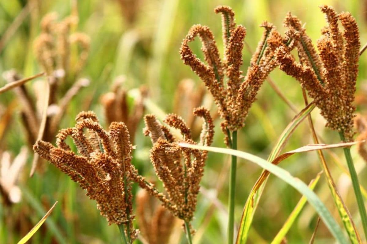 ‘मिलेट मिशन’ के तहत हो रही रागी की खेती