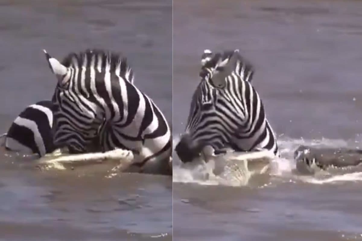 जेबरा ने पकड़ा मगरमच्छ का मुंह और जोर से काटा, देखें वीडियो