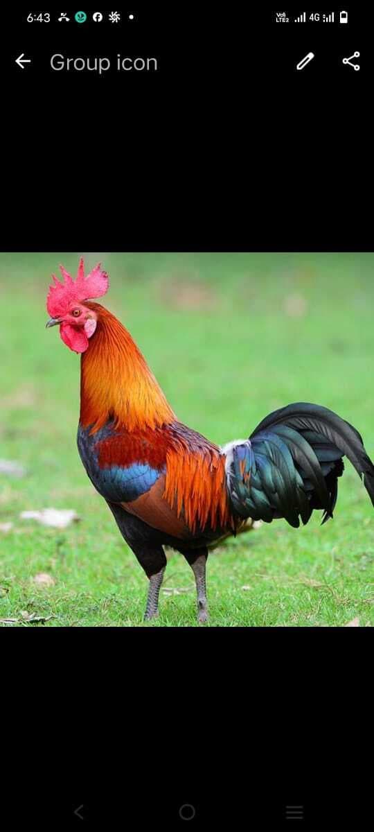 Dhanbad News : नववर्ष पर खूब छलकेगा जाम, 12.80 करोड़ के बिकेंगे मांस-मछली व अंडे