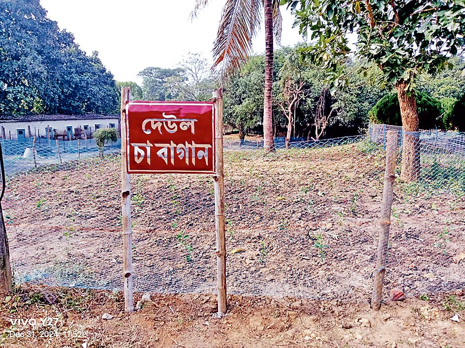 अब कांकसा जंगलमहल में भी चाय की खेती