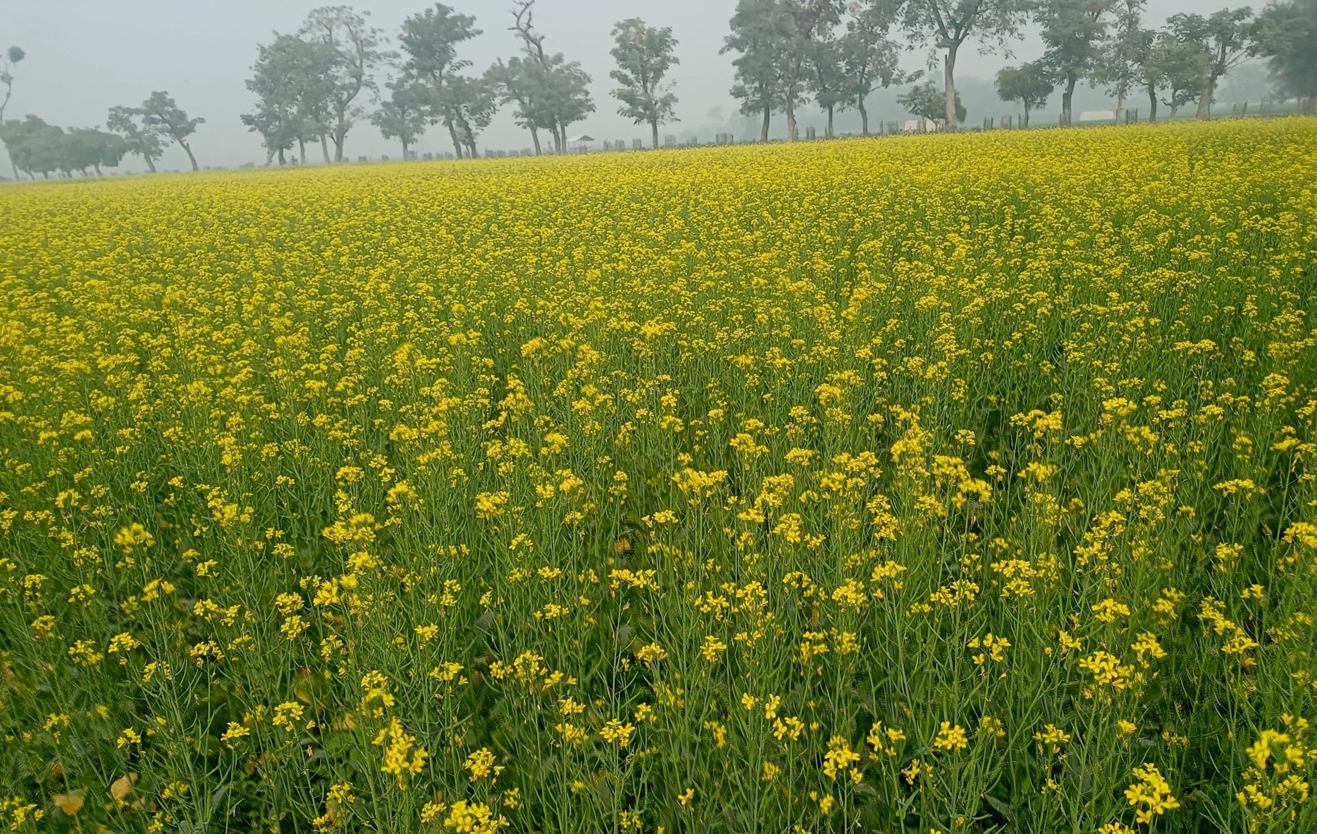 सरसों की लहलहाती फसल देख किसान हो रहे गदगद