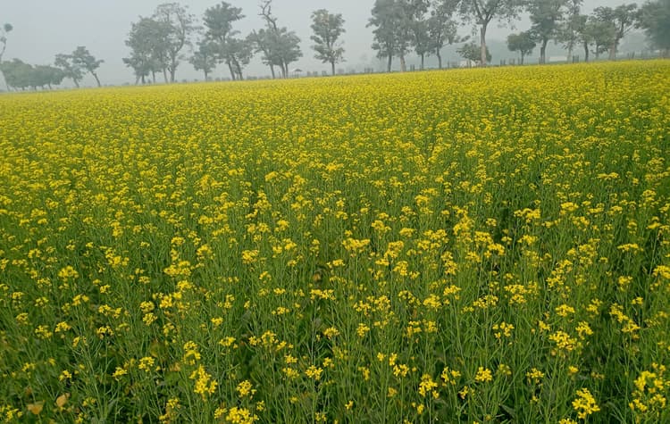 सरसों की लहलहाती फसल देख किसान हो रहे गदगद