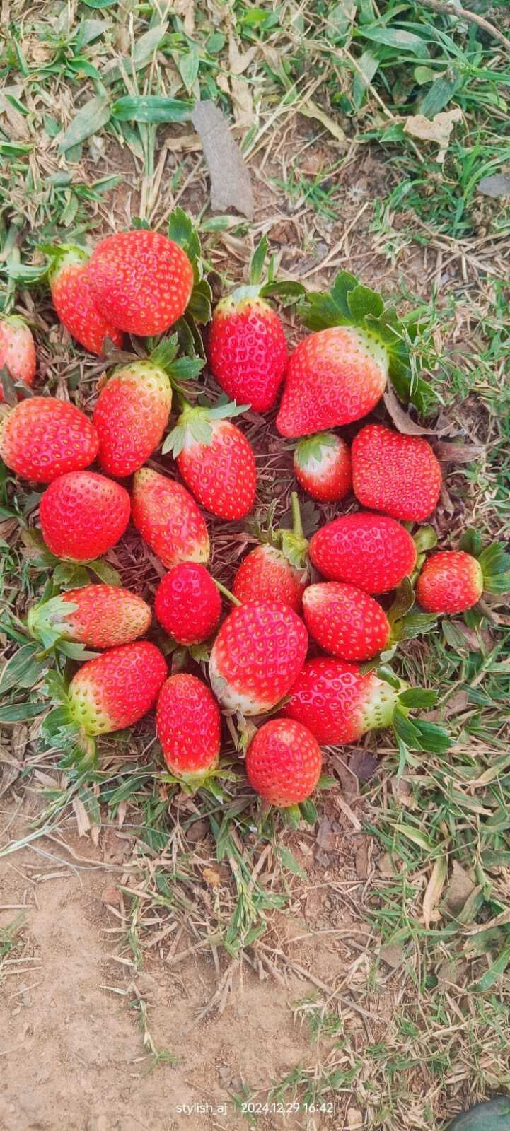 पाकडीह के किसान एजाज ने किया कमाल, की स्ट्रॉबेरी की पहली खेती