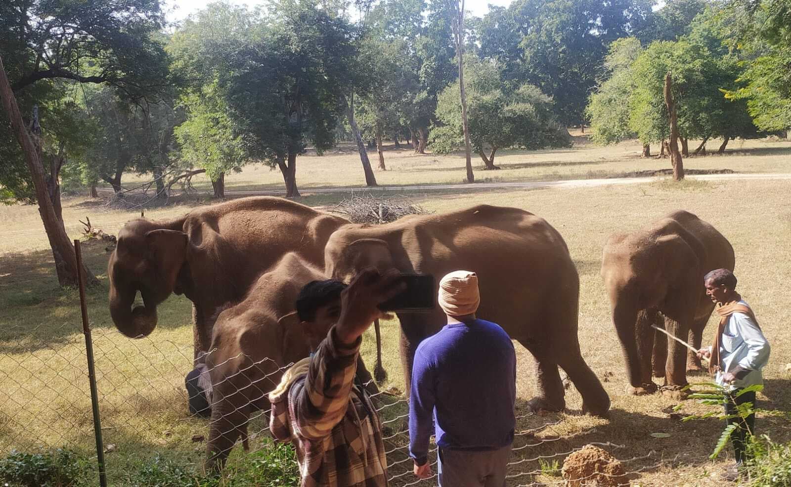 बेतला पार्क में हाथी की सवारी पर सात साल से बैन, पर्यटक मायूस