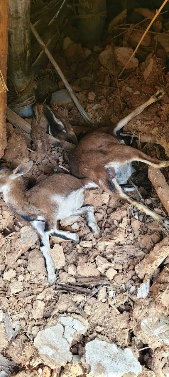 East Singhbhum : गुड़ाबांदा : आधी रात गांव मे घुसे 8-10 हाथी, घर तोड़ अनाज खाया, मलबा में दबने से दो बकरियां मरीं