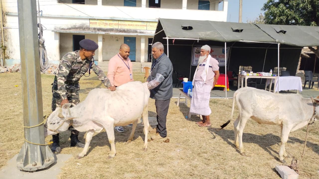 एसएसबी ने लगाया पशु चिकित्सा शिविर