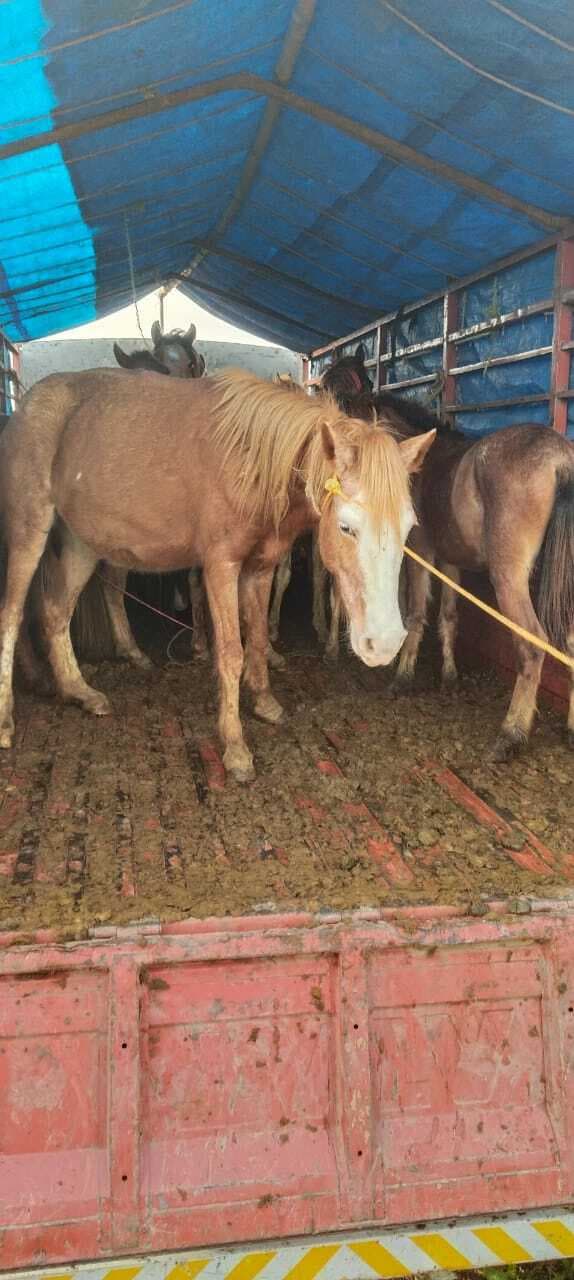 Lakhisarai news : तस्करी के 21 घोड़े जब्त, चार आरोपित गिरफ्तार