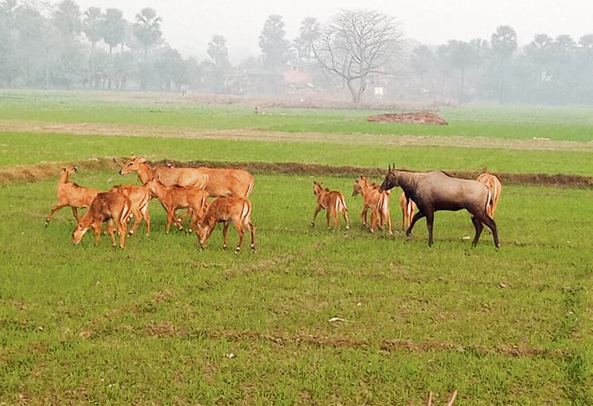 hajipur news . दर्जनों गांवों में खेतों में लगी फसल बर्बाद कर रहे नीलगाय