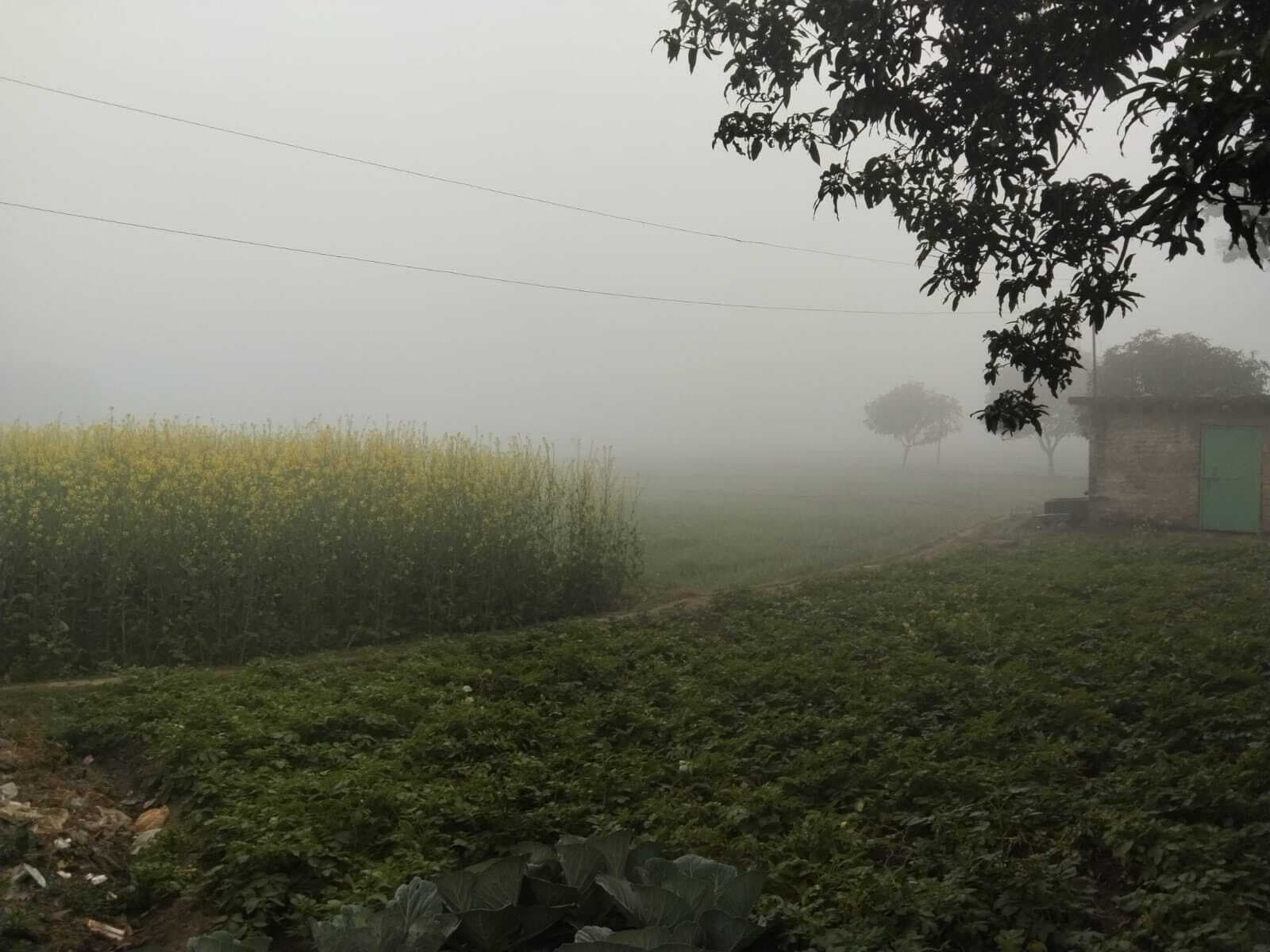 कोहरे की चादर से लिपटा रहा सूर्य, देर से खोली आंखें