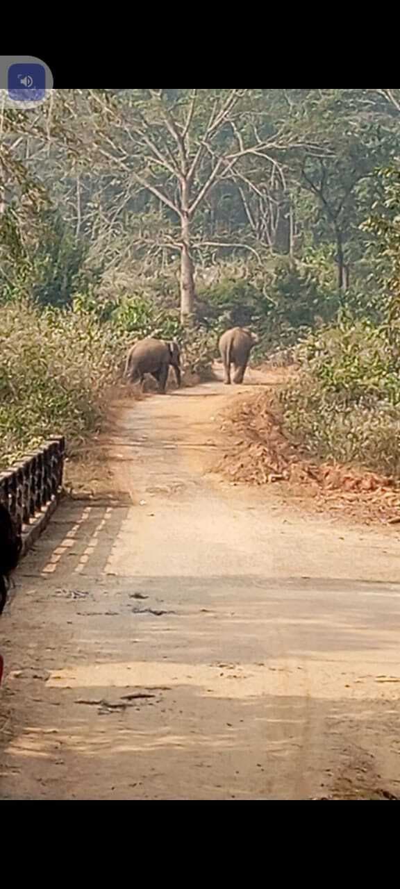 East Singhbhum News : बच्चे की तलाश में गांवों में उत्पात मचा रहे उग्र हाथी, घरों में कैद हुए ग्रामीण