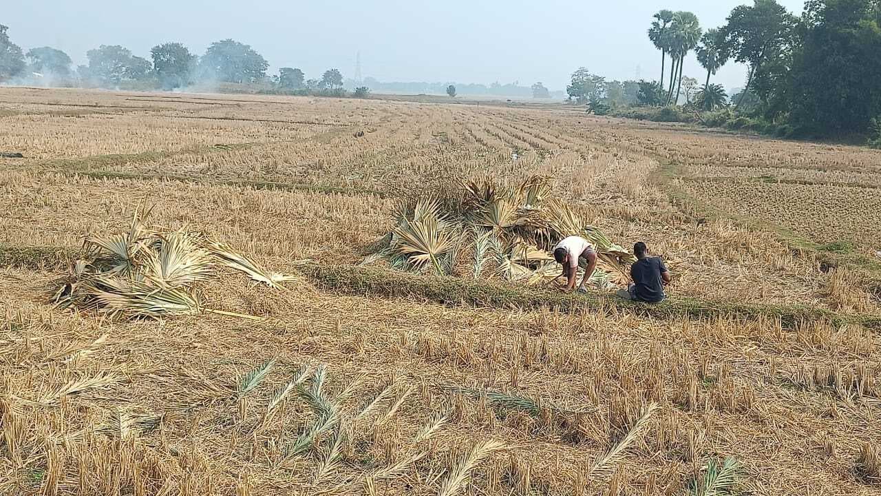 East Singhbhum News : मकर पर्व की तैयारी शुरू, खजूर व ताड़ के पत्तों से कुम्हा बना रहे बच्चे