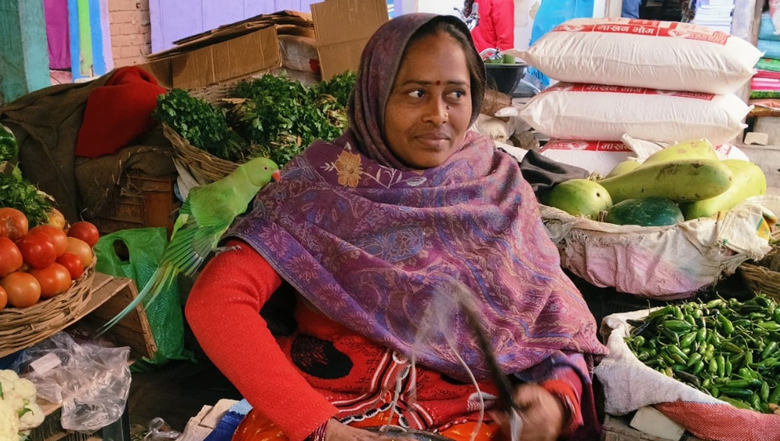 पिंजरे से आजाद तोता जमीं पर भर रहा स्वामिभक्ति की उड़ान