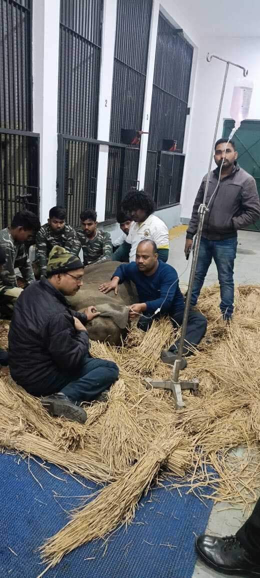 East Singhbhum News : डुमकाकोचा में बेहोश मिले हाथी के बच्चे की मौत, मुंह में घाव के कारण कई दिनों से खा-पी नहीं रहा था, कमजोर हो गया था