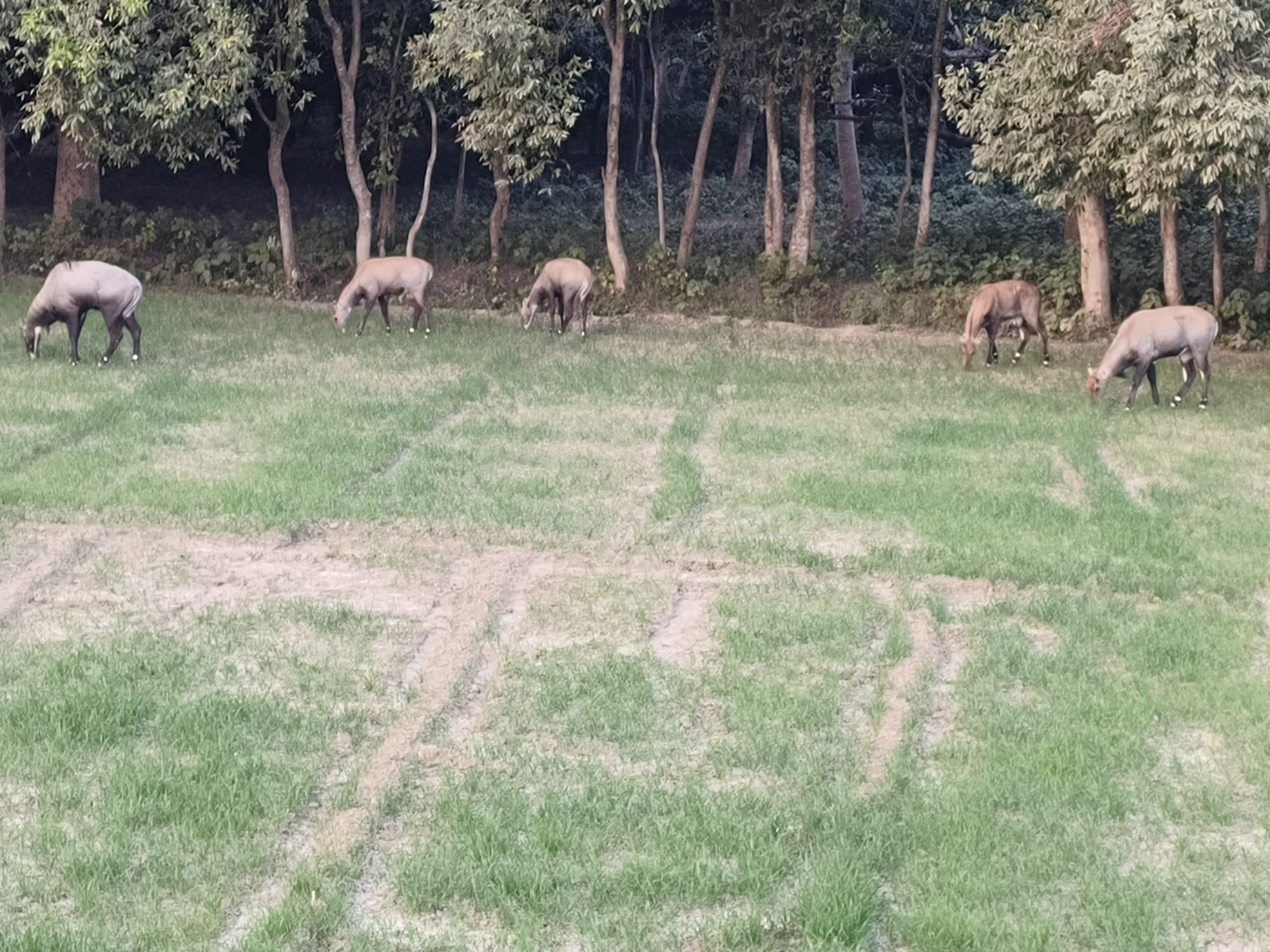 प्राकृतिक आपदा महंगाई से दुखती रगों पर गहरे जख्म दे रही नीलगायों की फौज