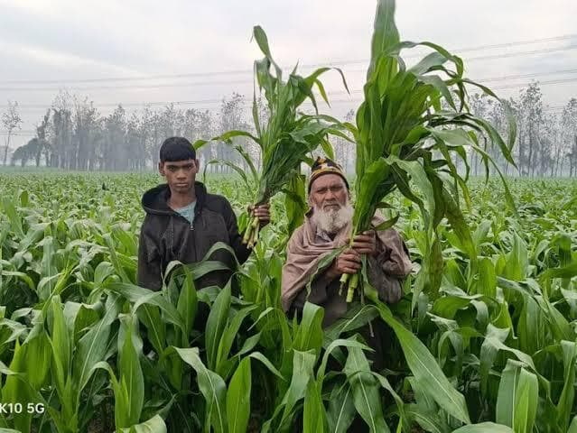 नीलगाय से परेशान किसान वन विभाग से पकड़ने की कर रहे मांग