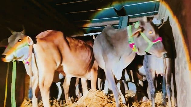 Gopalganj News  : आजमगढ़ से ट्रक पर लाद दरभंगा ले जाये जा रहे मवेशी बरामद, पांच तस्कर धराये