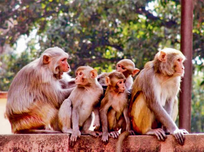 बंदरों के उत्पात से शहरवासी परेशान, छतों पर लोगों का जाना मुश्किल