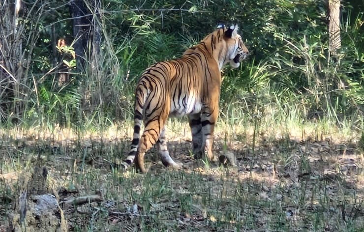 Jamshedpur news. मोर को मारने के बाद दलमा जंगल में घूम रहा है बाघ, सावधान होकर आना-जाना करें