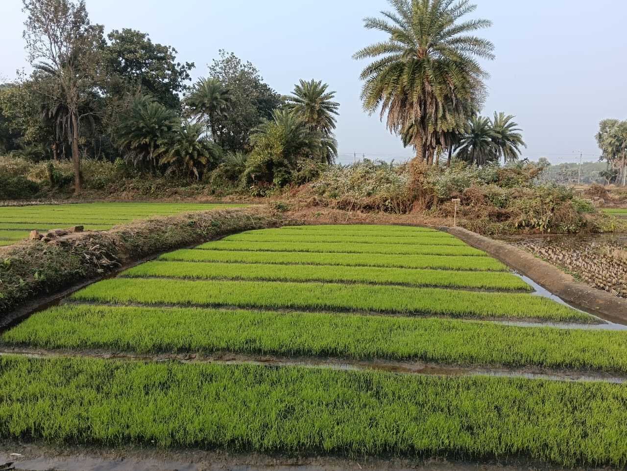 गरमा धान की खेती में जुटे सिंचित इलाके के किसान