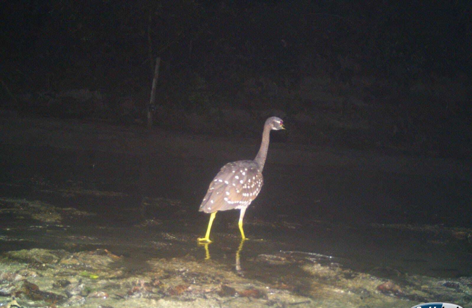 वाल्मीकि टाइगर रिजर्व के जंगल में दिखा व्हाइट इयर नाइट हेरॉन