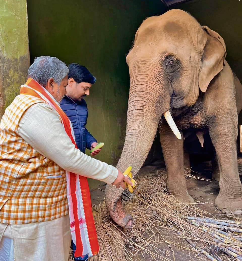 चिंपाजी को दिया जा रहा च्वनप्राश