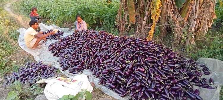 East Singhbhum : सब्जी की खेती से लाखों की कमाई, आत्मनिर्भर हो रहे किसान