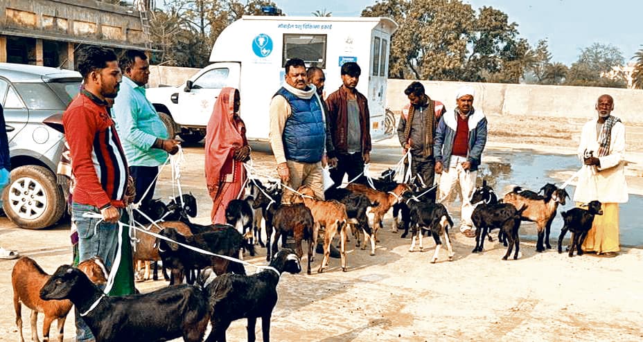 hajipur news. 27 लाभुकों को अनुदानित दर दी गयी उन्नत प्रजाति की बकरियां