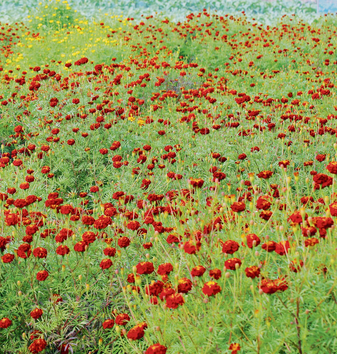 hajipur news. गेंदे की खेती से कम लागत में अच्छा मुनाफा कमा रहे किसान