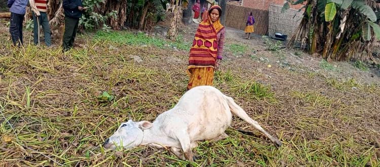 बिजली तार की चपेट में आने से मवेशी की मौत, मुआवजे की मांग