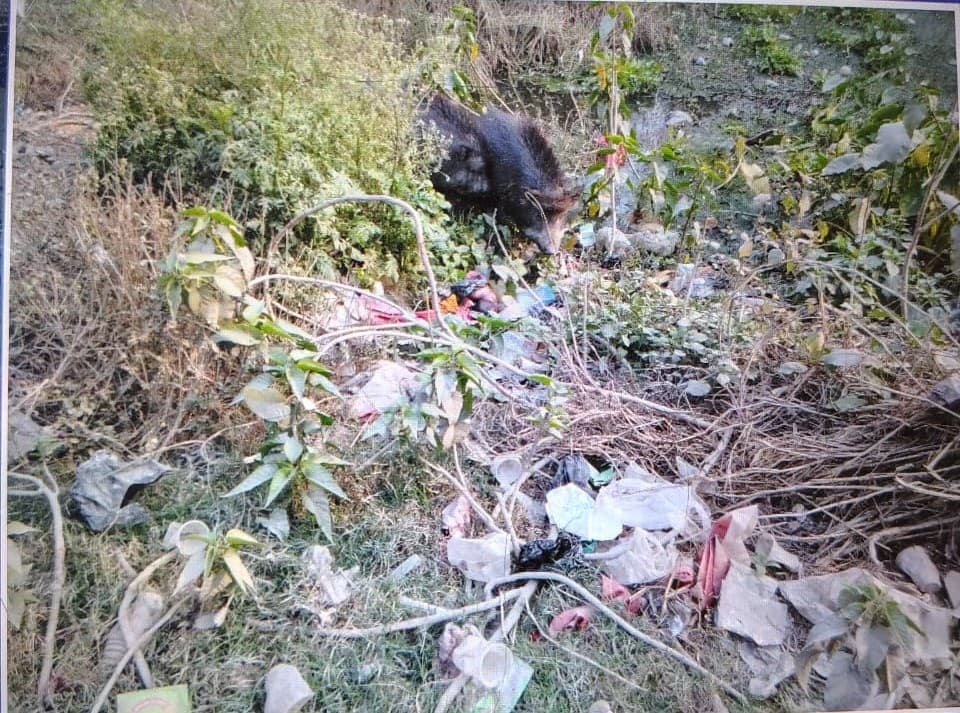 नवजात को उठा ले गया सुअर, देखती रह गयी पुलिस